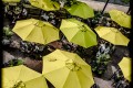 champs de parasols